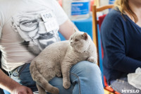 В Туле прошла выставка «Пряничные кошки» , Фото: 42