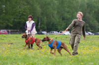 В Туле состоялись собачьи бега, Фото: 31