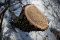 В Белоусовском парке спиливают деревья, Фото: 19