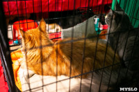 Пряничные кошки, Фото: 40
