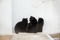 Коты и кошки в Туле, Фото: 9