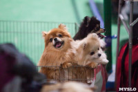 Выставка собак в Туле 24.11, Фото: 56