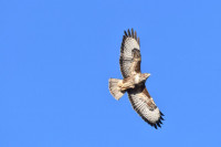 Фотографии дикой природы Даниила Маликова., Фото: 4