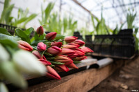 Как выращивают тюльпаны, Фото: 22