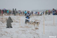 Гонки на собачьих упряжках «Большой тур» на Куликовом поле, Фото: 36