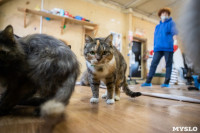 Волонтеры спасли кошек из адской квартиры, Фото: 61