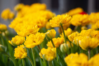 В Туле расцвели тюльпаны, Фото: 50