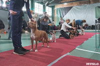Выставка собак в Туле 26.01, Фото: 67