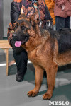 Выставка собак в Туле 26.01, Фото: 28