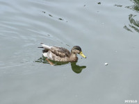 В Платоновском парке дохнут утки и рыба, Фото: 5