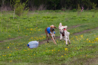 В Туле состоялись собачьи бега, Фото: 45