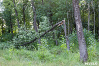 В Баташевском саду из-за непогоды упали вековые деревья, Фото: 13
