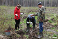 Высадка деревьев в Белевском лесничестве, 4.05.2016, Фото: 28