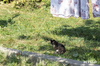 Владелица закрытого судом приюта «Счастливый» организовала кошачье общежитие в квартире в Одоеве, Фото: 23