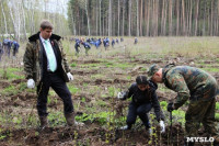 Высадка деревьев в Белевском лесничестве, 4.05.2016, Фото: 35