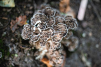 В Ясной Поляне засняли редкий краснокнижный гриб-баран, Фото: 5