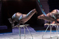 Успейте посмотреть шоу «Новогодние приключения домовенка Кузи» в Тульском цирке, Фото: 31