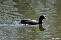 На пруду в тульском Скуратово поселились редкие птицы, Фото: 2