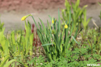 Краски весны в Туле, Фото: 26