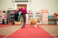 Выставка собак в ДК "Косогорец", Фото: 10