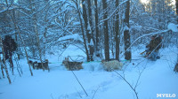 Зимний поход с собаками, Фото: 31