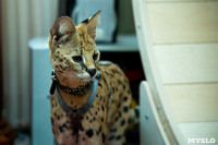Бэби-леопард дома: зачем туляки заводят диких сервалов	, Фото: 6