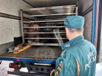 В Туле сотрудники МЧС спасли от перегрева двух моржей , Фото: 10