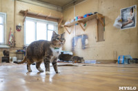 Волонтеры спасли кошек из адской квартиры, Фото: 1