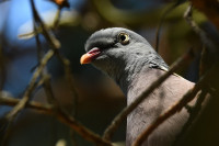 Фотографии дикой природы Даниила Маликова., Фото: 1