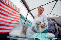 Всероссийская выставка собак в Туле, Фото: 69