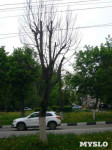 «Сушняк-2019 Тула». Городской хит-парад засохших деревьев, Фото: 52