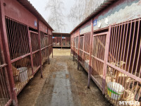 Приют для животных в поселке Сергиевский, Фото: 20