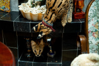 Бэби-леопард дома: зачем туляки заводят диких сервалов	, Фото: 26