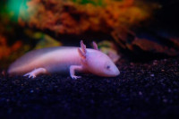 , Фото: 2