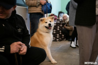 Выставка собак в Туле, Фото: 99
