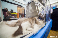 Международная выставка кошек. 16-17 апреля 2016 года, Фото: 43