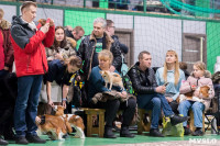 Пражский крысарик, хотошо и кангал: в Туле прошла выставка собак всех пород, Фото: 43