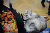 Выставка кошек в Туле, Фото: 62
