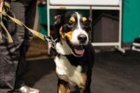 Хвостатые волонтеры: как собаки ищут пропавших живых и мертвых, Фото: 7