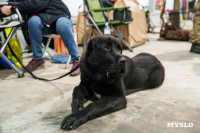 Сиба-ину, шпицы и алабаи: в Туле состоялась выставка собак, Фото: 10