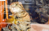 Выставка кошек. 4 и 5 апреля 2015 года в ГКЗ., Фото: 63