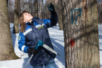В Белоусовском парке спиливают деревья, Фото: 2
