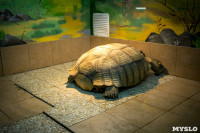 Черепахи в экзотариуме, Фото: 35