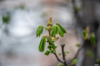 Аномальное цветение апреля: в Туле уже распустилась черемуха, Фото: 39