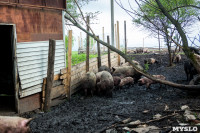 Свиньи в Плавске, Фото: 6