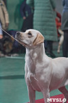 Выставка собак в Туле 26.01, Фото: 79