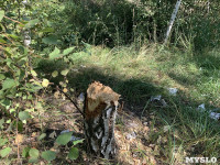 Из-за отдыхающих Кондуки могут лишиться деревьев, Фото: 2