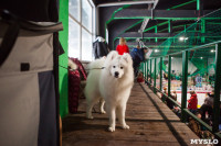 Выставка собак в Туле, Фото: 8