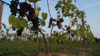 Виноград с южных склонов Дубны: как работает необычная семейная ферма в Тульской области, Фото: 50