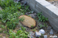 Туляки просят спасти старинный дуб на улице Энгельса, Фото: 1